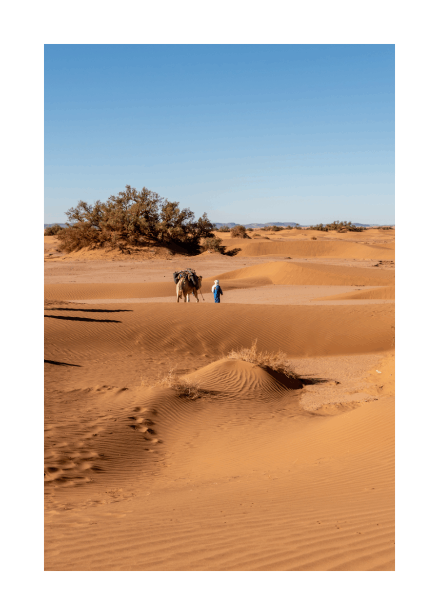 "Solitude fertile" – Sahara, Maroc